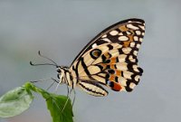 358 - COMMONLIME SWALLOWTAIL  3 - WONG YIN - united kingdom <div : Butterflies, Whipsnade 25 Aug 2015